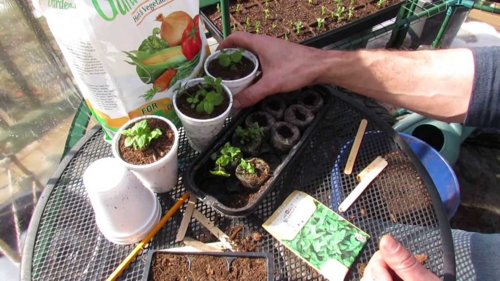 Gary Pilarchik: How to Seed Start & Cup Transplant Mint, Peppermint & Spearmint: Any Mint! – The Rusted Garden 2014 How to Seed Start & Cup Transplant Mint, Peppermint & Spearmint: Any Mint! - The Rusted Garden 2014