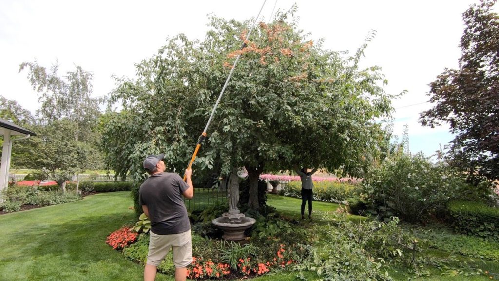 Garden Answer: Cutting Back Hollyhocks and Pruning Our Crabapple! ✂️🌿💚// Garden Answer Cutting Back Hollyhocks and Pruning Our Crabapple! ✂️🌿💚// Garden Answer