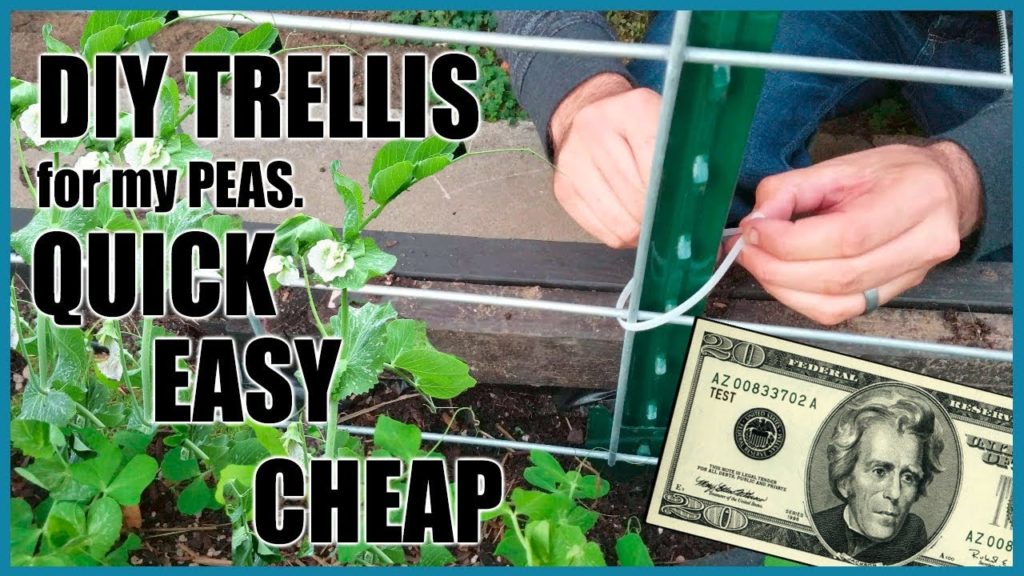 DIY Pea trellis for $20 (Quick, Easy & Cheap)