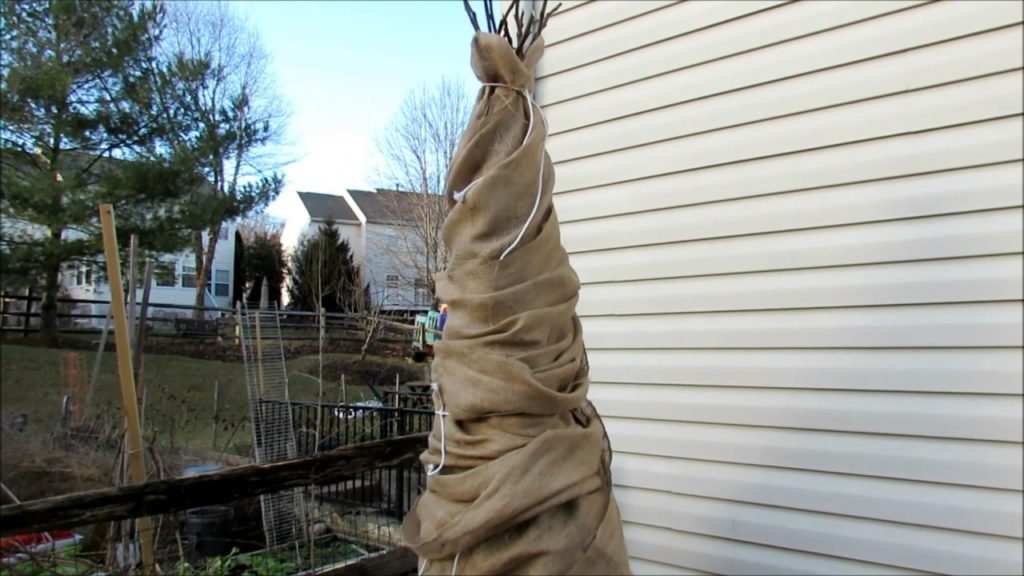 How to Wrap a Fig Tree for Winter Protection in Zone 7 -  Tips, 3 layers, & Vented Top
