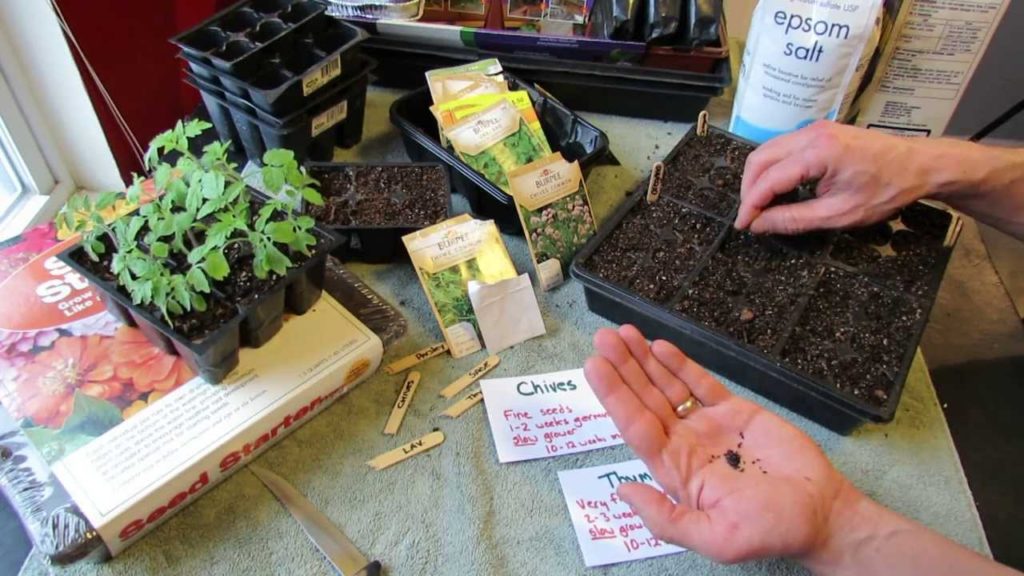 Great Herbs! How to Seed Start Chives & Thyme Indoors: Over Seeding Method! - MFG 2014
