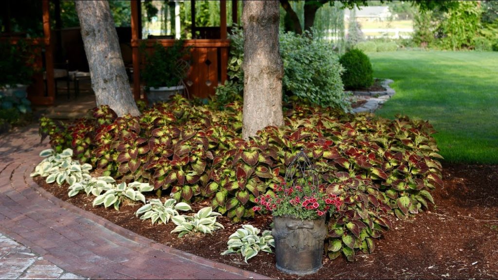 Before & After: Dipt in Wine Coleus and Autumn Frost Hosta