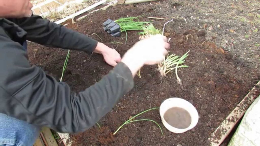 Gary Pilarchik: Planting Onion Bunches/Transplants: Loose Soil & Not too Deep – MFG 2014 Planting Onion Bunches/Transplants: Loose Soil & Not too Deep - MFG 2014