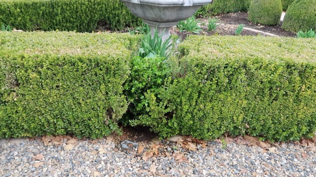 Fixing a Damaged Boxwood Hedge 🌿