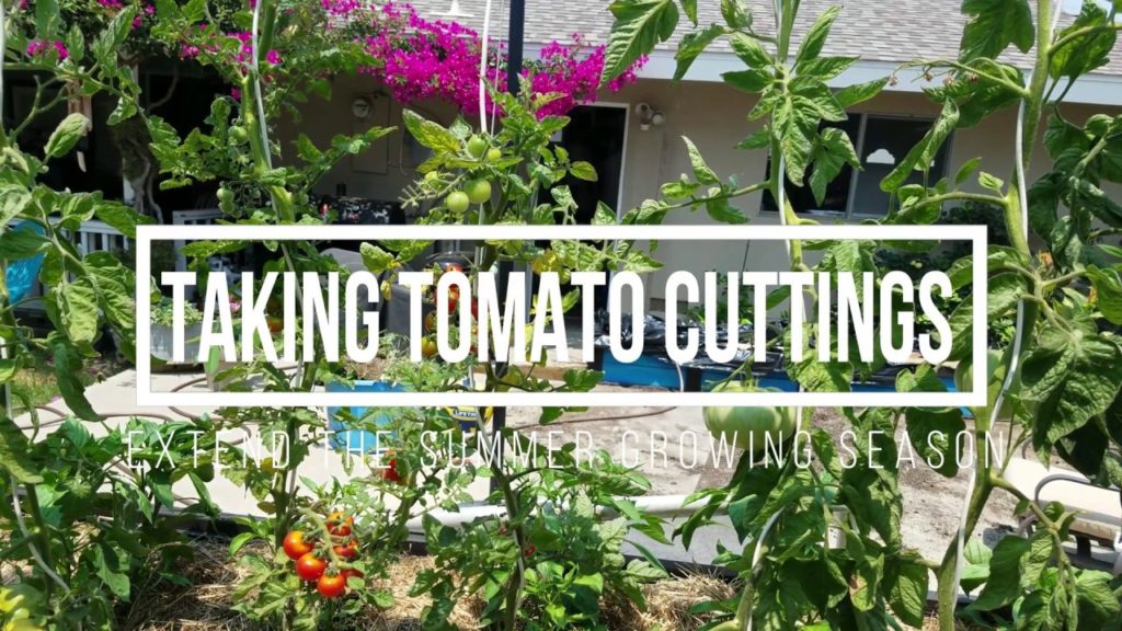 How to Grow Tomatoes From Cuttings