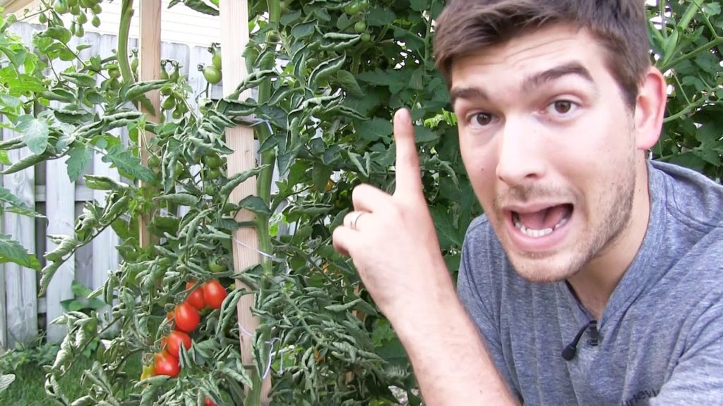 MIgardener: Our 6 Step Secret to Growing 10+ FOOT Tall Tomatoes ….Organically! Our 6 Step Secret to Growing 10+ FOOT Tall Tomatoes ....Organically!
