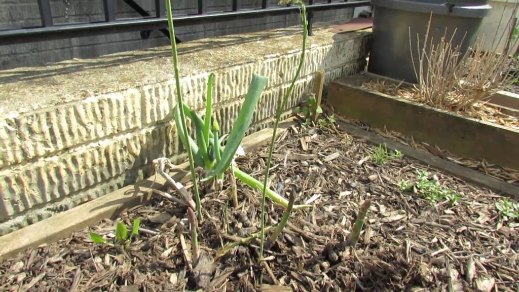 Gary Pilarchik: What Does Asparagus Look Like & When Does it Sprout? – MFG 2014 What Does Asparagus Look Like & When Does it Sprout? - MFG 2014