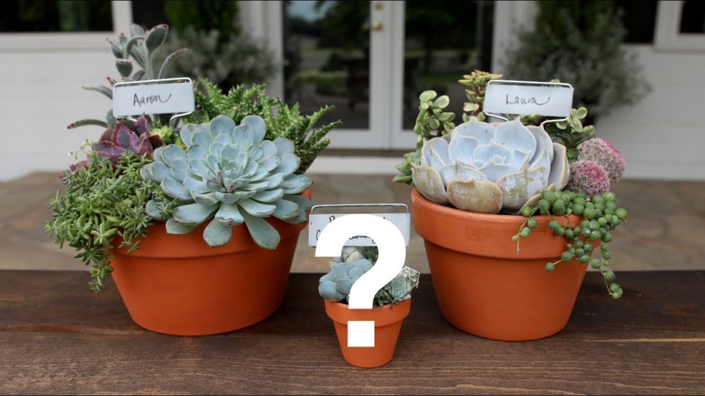 Succulents and a Special Announcement // Garden Answer