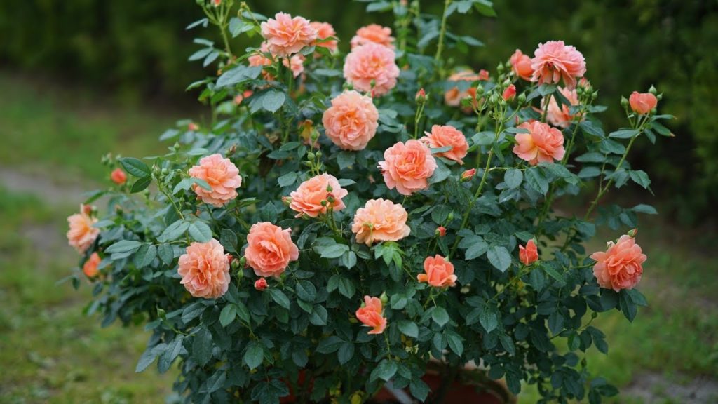 Rose Ideas for Your Landscape!