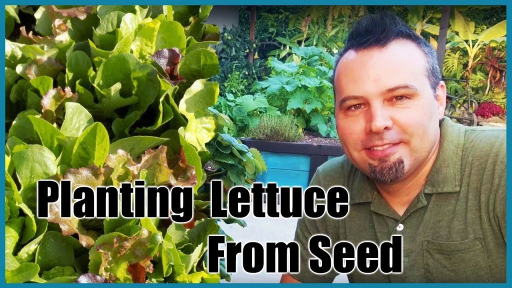 Planting Lettuce From Seed All Year!