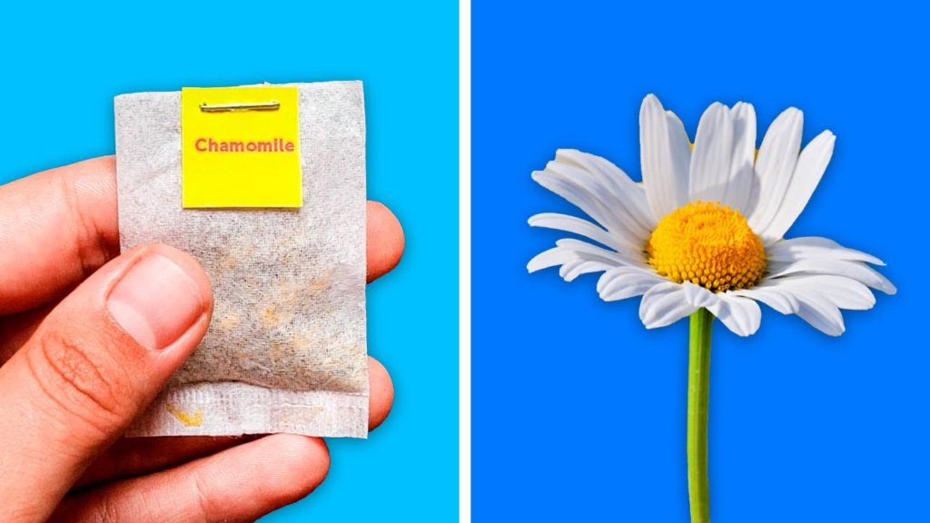 29 GENIUS WAYS TO REGROW PLANTS || Gardening Hacks to Replant Everything!