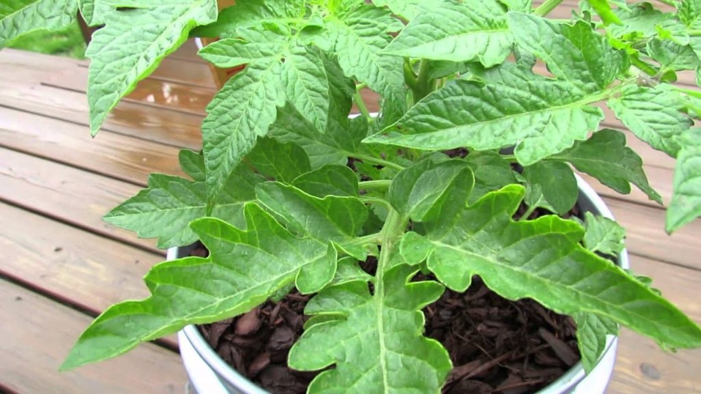 Gary Pilarchik: Foliar Spraying: Stopping Tomato Fungal Diseases with Baking Soda – The Rusted Garden 2013 Foliar Spraying: Stopping Tomato Fungal Diseases with Baking Soda - The Rusted Garden 2013