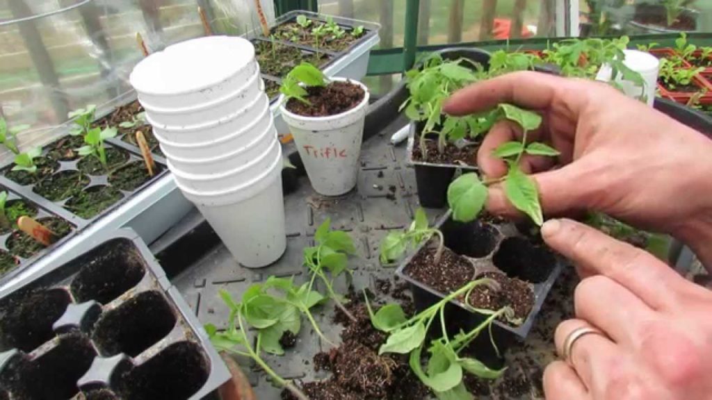 Transplanting Tomato Seedlings into Cups, Acclimation & Potato Leaf - MFG 2014