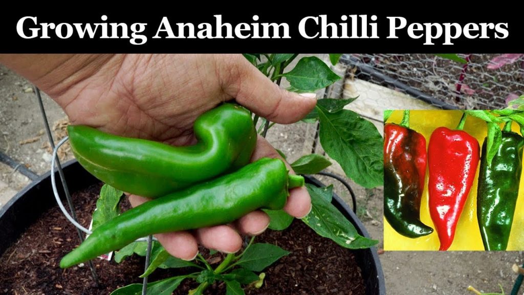Growing Anaheim Chilli Peppers - How To Grow Anaheim/New Mexico.California Chillies