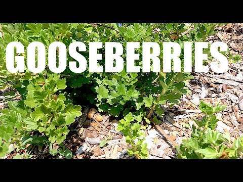 James Prigioni: GOOSEBERRIES, Everything You Need To Know! GOOSEBERRIES, Everything You Need To Know!