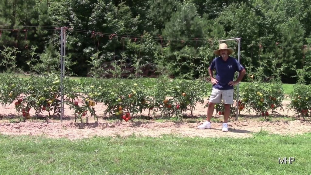 Big Beef Tomatoes 2019