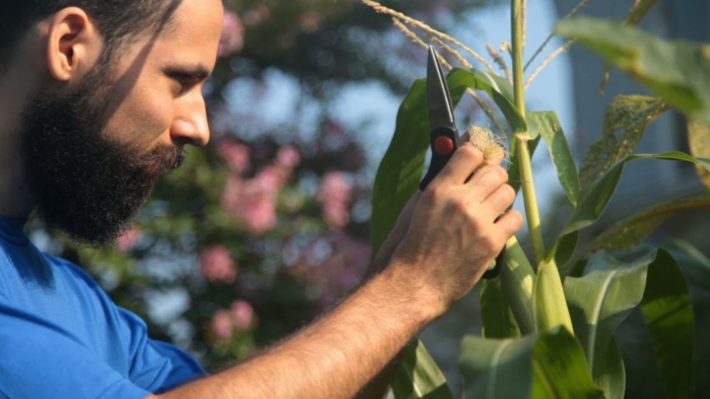 Tons of Vegetables Planted in Tiny Garden - Food Forest
