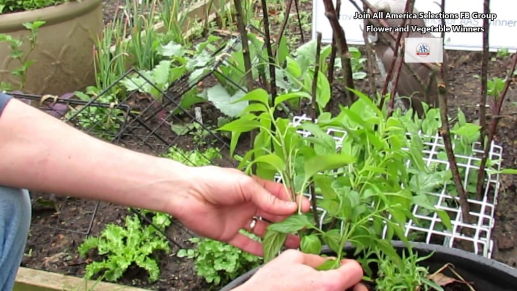 All-America Selections Flowers & Vegetables: AAS Quick Gardening Tips: How & Why to Top Off or Tip Prune Peppers AAS Quick Gardening Tips: How & Why to Top Off or Tip Prune Peppers