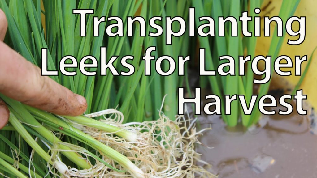 Transplanting Leeks for Maximum Yields