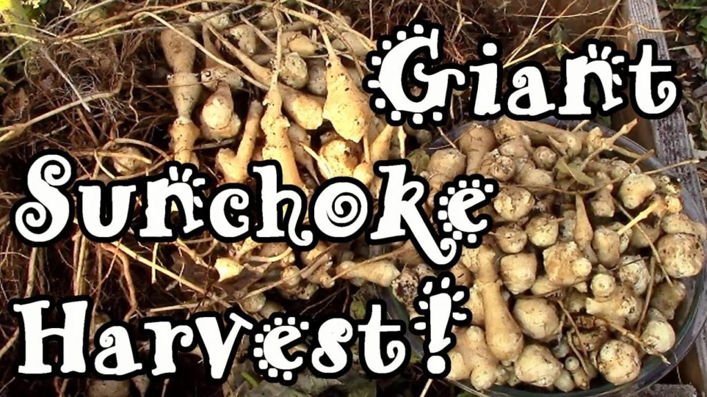 One Yard Revolution: Giant Sunchoke / Jerusalem Artichoke Harvest! Giant Sunchoke / Jerusalem Artichoke Harvest!