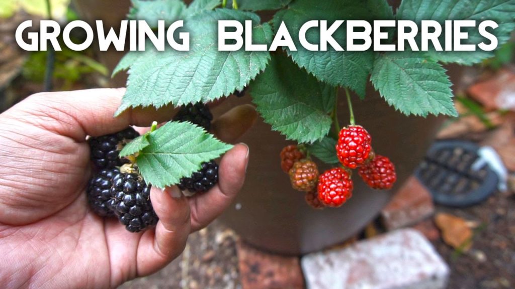 California Gardening: Growing Blackberries In Containers – The Complete Guide Growing Blackberries In Containers - The Complete Guide