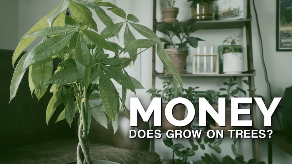 Money Tree (Pachira Aquatica) Care