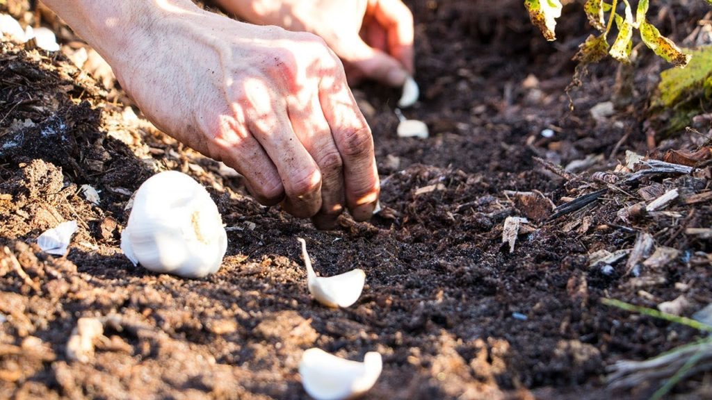 Planting Fall Garlic The Easy Way