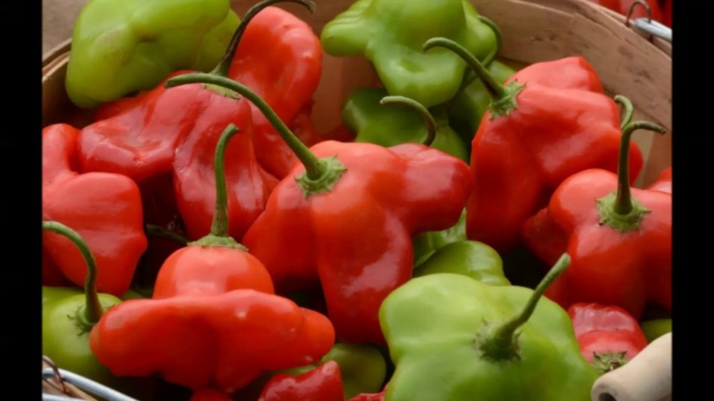 All-America Selections' Year in Review