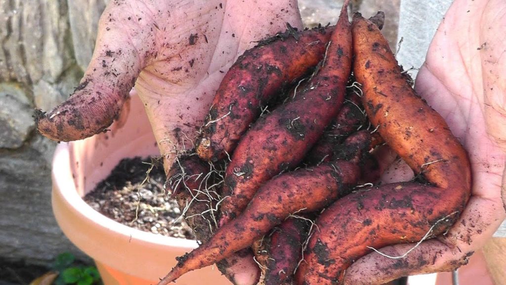 Growing Sweet Potatoes in Containers - Guide, Tips and Harvest