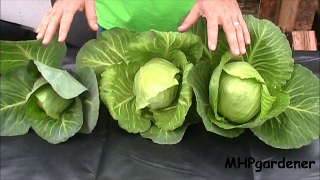 mhpgardener: Hydroponic Cabbage – Yes You Can ! Hydroponic Cabbage - Yes You Can !