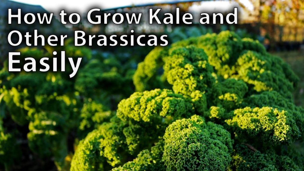 How to Grow Kale and Other Brassicas from Seed - Easy Guide