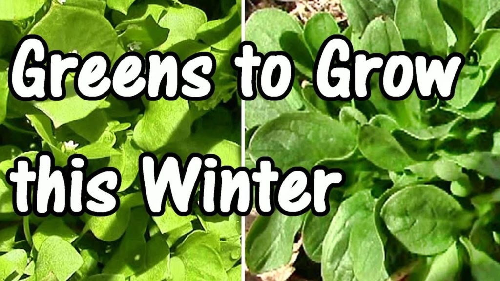 One Yard Revolution: 2 Min. Tip: How & When to Plant My Favorite Winter Greens–Mache & Claytonia 2 Min. Tip: How & When to Plant My Favorite Winter Greens–Mache & Claytonia
