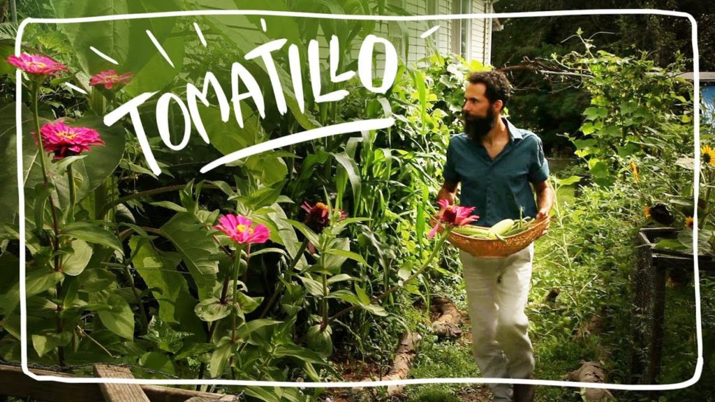 Growing Tomatillos in My Annual Food Forest