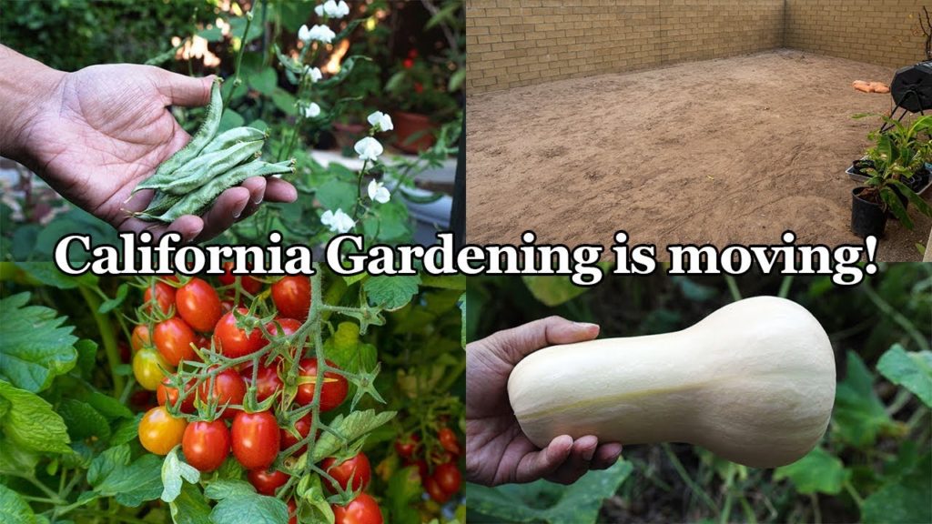 California Gardening: Important Announcement From California Gardening + Summer Vegetable Harvests Important Announcement From California Gardening + Summer Vegetable Harvests