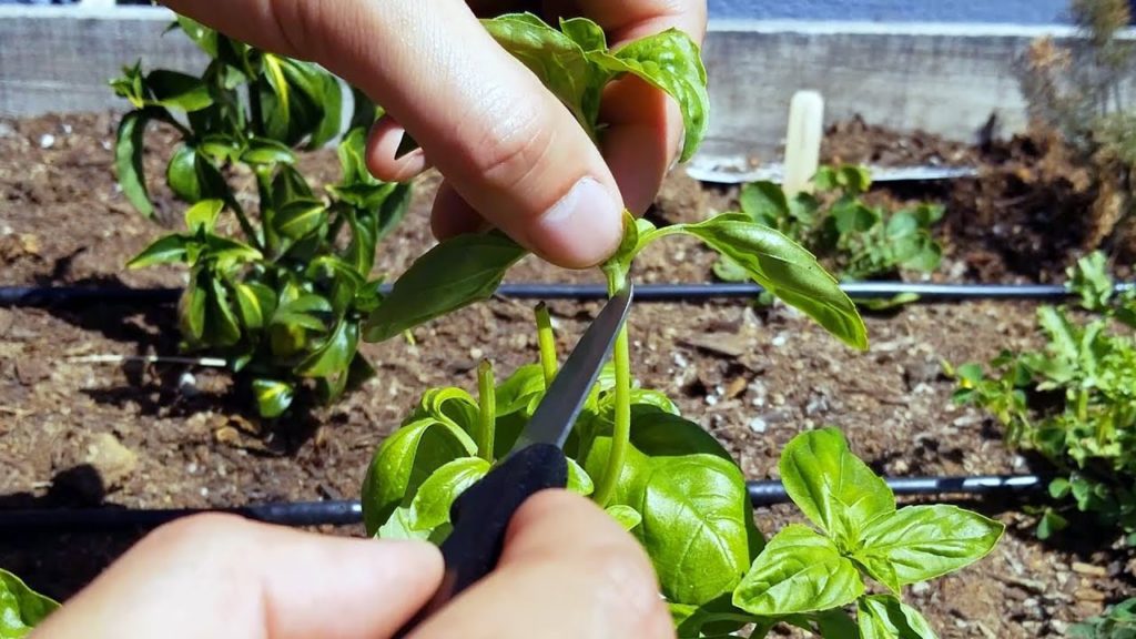 Cloning Basil: My Method for High Success Rates