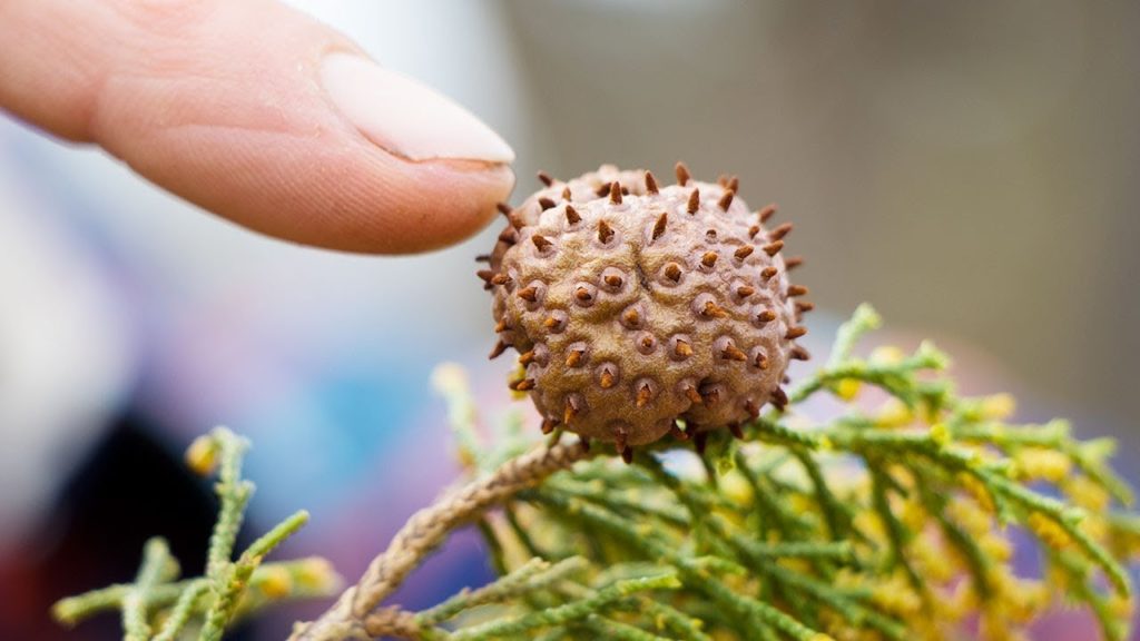 This Could Be Killing Your Garden... And You Don't Even Know It