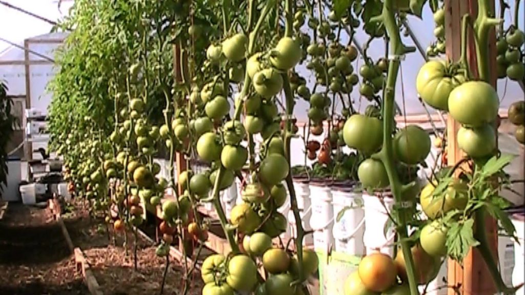 Extreme Tomato Pruning - Something Had to be Done