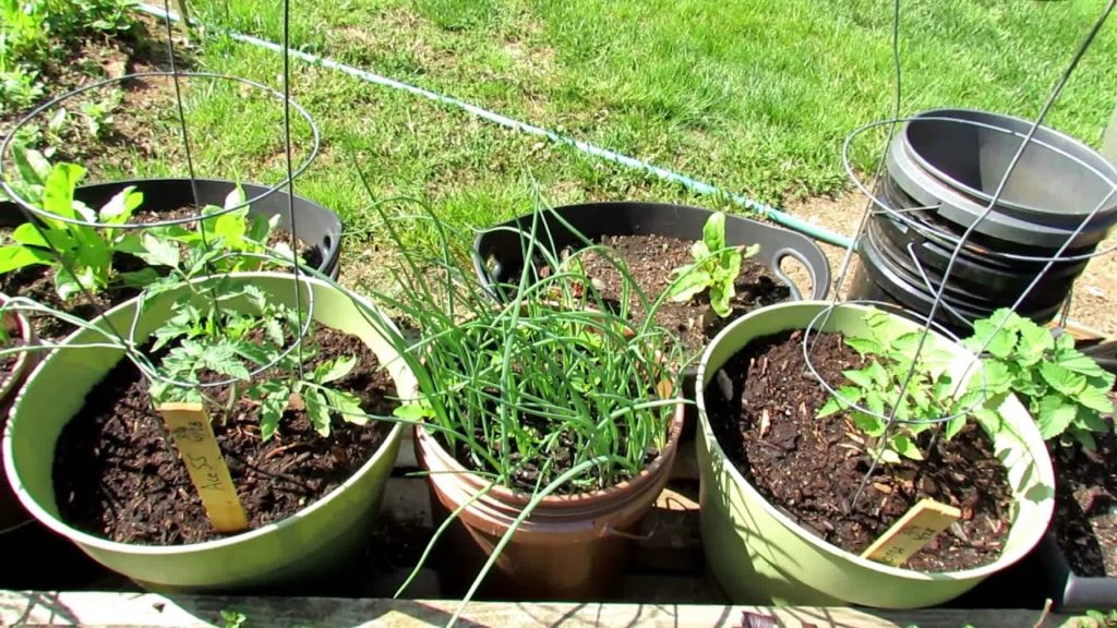 Gardening 101 Ep7: Introduction to Container Gardening – Sizes & Plants Like Determinate Tomatoes Gardening 101 Ep7: Introduction to Container Gardening - Sizes & Plants Like Determinate Tomatoes