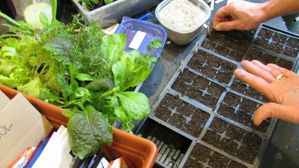 Two Methods for Seed Starting Your Loose Leaf Lettuces & Greens: Lighting TIp  (1 of 3)