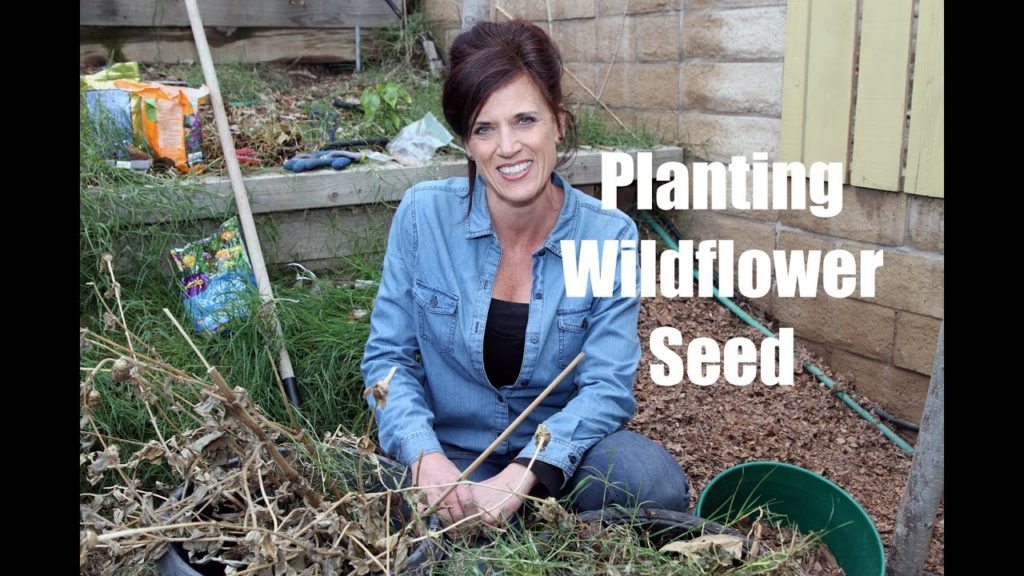 CaliKim: How to Plant Wildflower Seed for Early Spring Flowers How to Plant Wildflower Seed for Early Spring Flowers