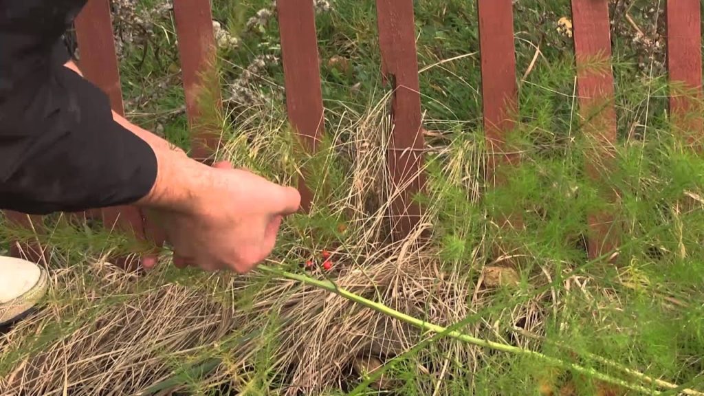 How to Save Asparagus Seed SIMPLY!