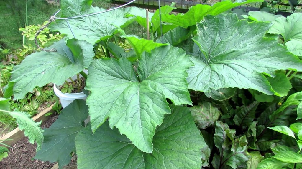 TRG 2012:  Tending Zucchini: Tomato Cage Growing and Squash Bug Eggs