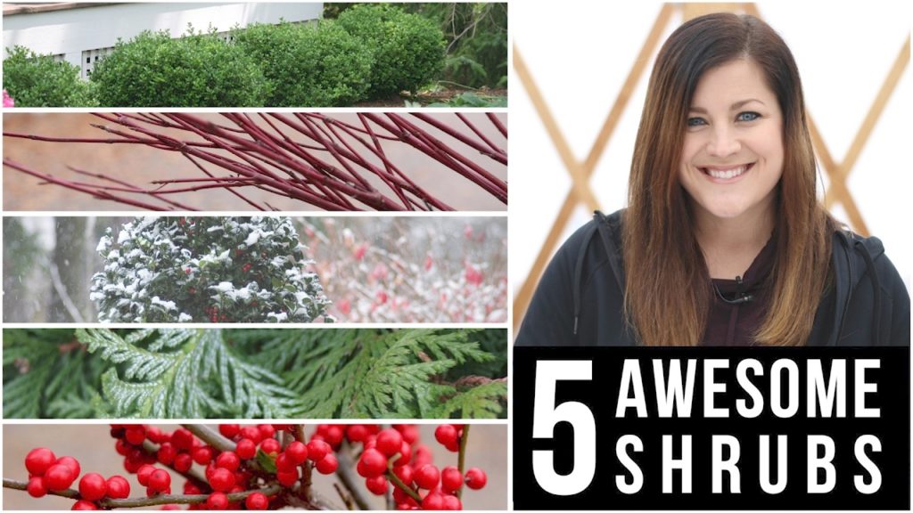 Garden Answer: 5 Awesome Shrubs for Winter Interest // Garden Answer 5 Awesome Shrubs for Winter Interest // Garden Answer