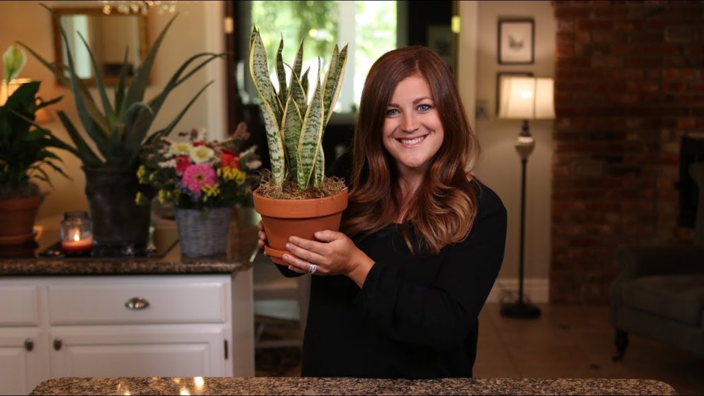 Tips for Repotting Houseplants 🌿
