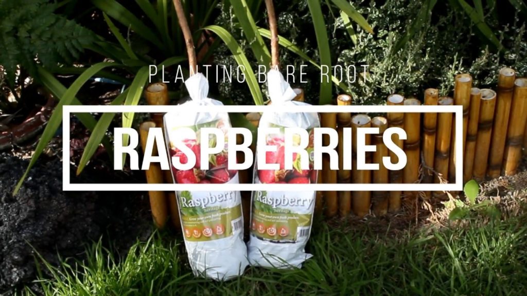 Planting Bare Root Raspberries