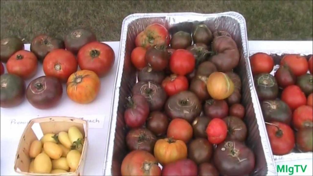 MIgardener: How to Save Tomato Seeds – Seed Saving Series How to Save Tomato Seeds - Seed Saving Series
