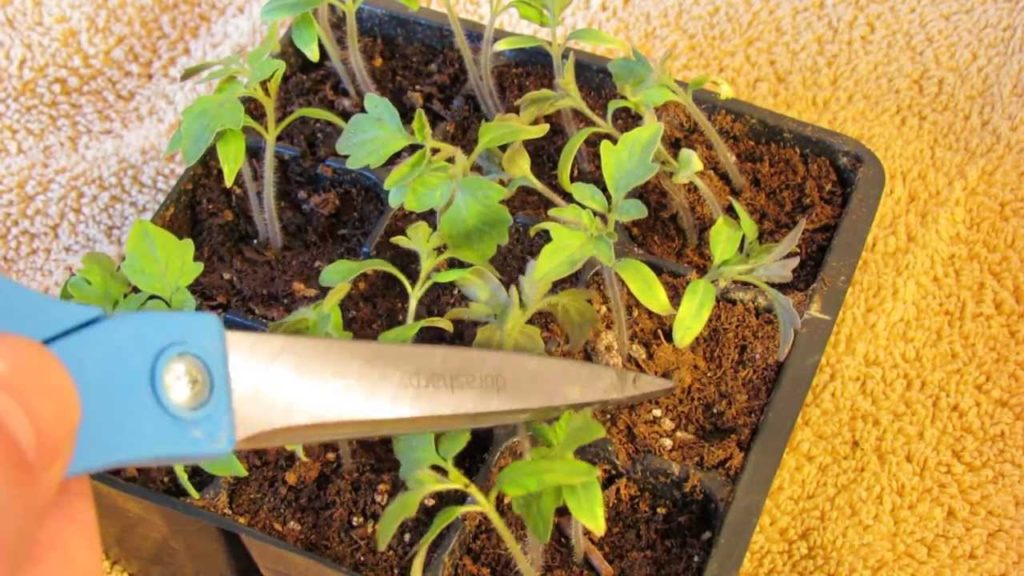 How to Know When to Water Your Tomato & Vegetable Seed Cells: My 1st Vegetable Garden - MFG 2014