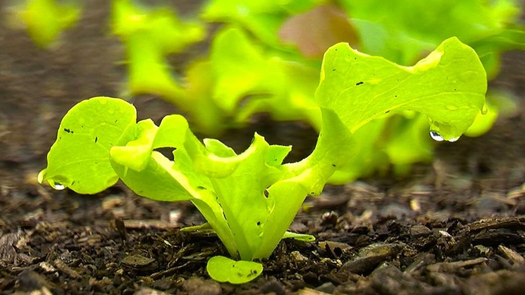 How to Grow a Vegetable Garden - Back To Eden Organic Gardening Film