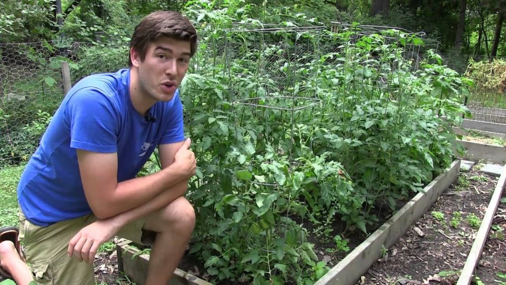 MIgardener: Tomato Curly Top Virus – Signs, symptoms, and cures | MIgardener Tomato Curly Top Virus - Signs, symptoms, and cures | MIgardener