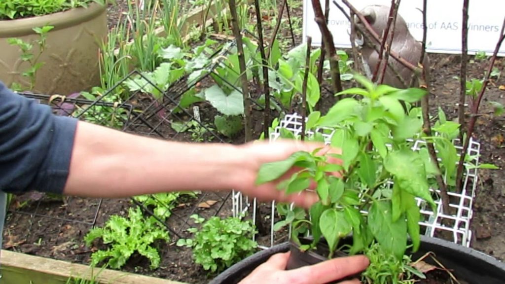 Gary Pilarchik: How to Top off or Tip Prune Peppers – Increase Production: Growth Example How to Top off or Tip Prune Peppers - Increase Production: Growth Example
